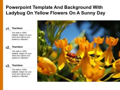 Powerpoint template and background with ladybug on yellow flowers on a sunny day