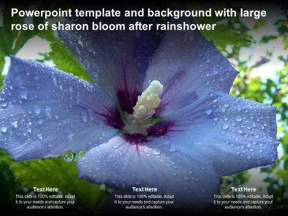 Powerpoint template and background with large rose of sharon bloom after rainshower