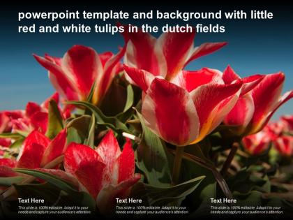 Powerpoint template and background with little red and white tulips in the dutch fields