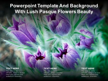 Powerpoint template and background with lush pasque flowers beauty