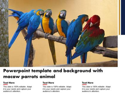 Powerpoint template and background with macaw parrots animal