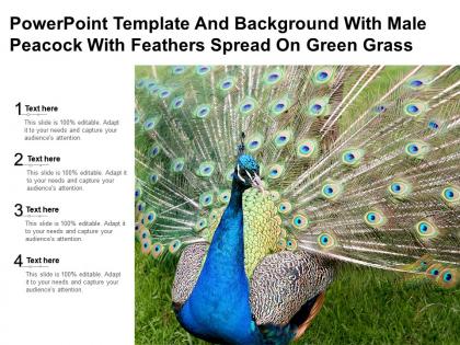 Powerpoint template and background with male peacock with feathers spread on green grass