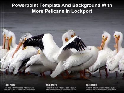 Powerpoint template and background with more pelicans in lockport