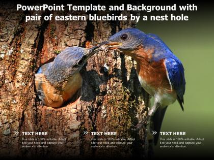 Powerpoint template and background with pair of eastern bluebirds by a nest hole
