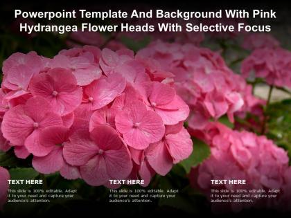 Powerpoint template and background with pink hydrangea flower heads with selective focus