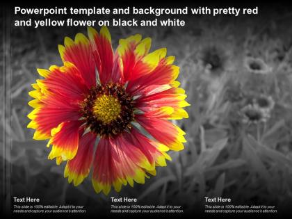 Powerpoint template and background with pretty red and yellow flower on black and white