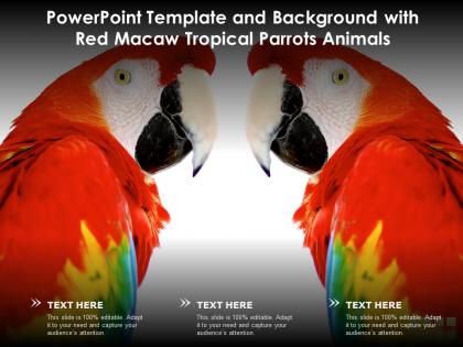 Powerpoint template and background with red macaw tropical parrots animals