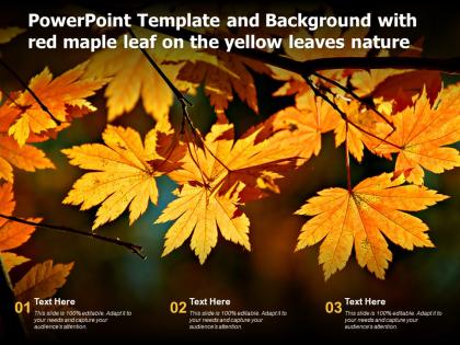 Powerpoint template and background with red maple leaf on the yellow leaves nature