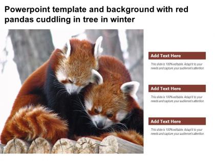 Powerpoint template and background with red pandas cuddling in tree in winter