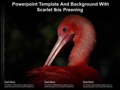 Powerpoint template and background with scarlet ibis preening