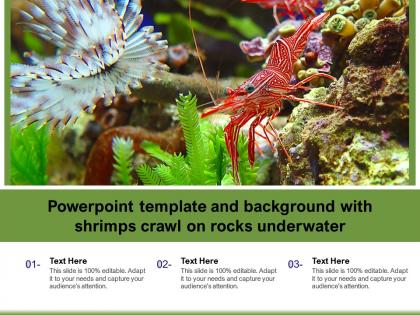 Powerpoint template and background with shrimps crawl on rocks underwater