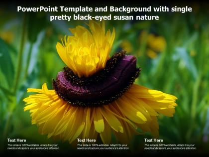 Powerpoint template and background with single pretty black eyed susan with puzzle effect