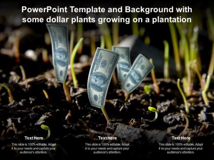 Powerpoint template and background with some dollar plants growing on a plantation
