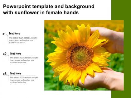 Powerpoint template and background with sunflower in female hands