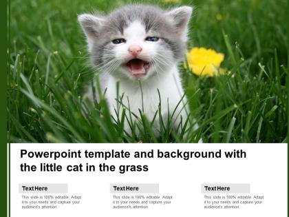 Powerpoint template and background with the little cat in the grass