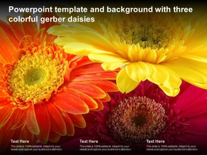 Powerpoint template and background with three colorful gerber daisies