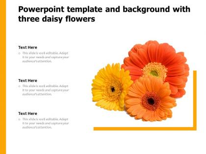 Powerpoint template and background with three daisy flowers