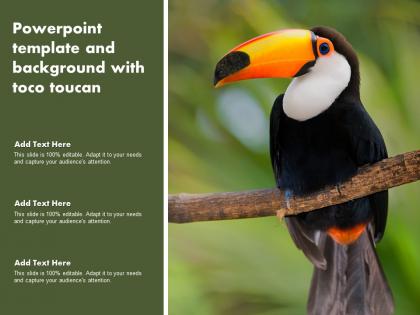 Powerpoint template and background with toco toucan