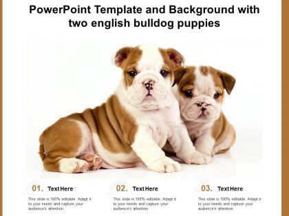 Powerpoint template and background with two english bulldog puppies