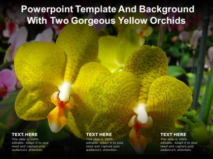 Powerpoint template and background with two gorgeous yellow orchids