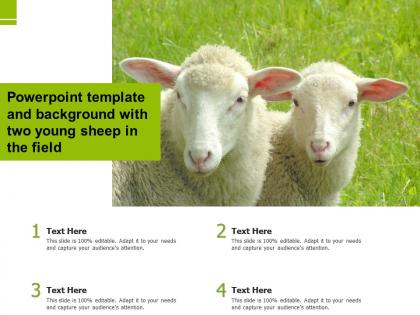 Powerpoint template and background with two young sheep in the field