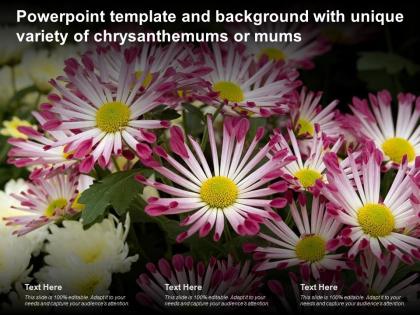 Powerpoint template and background with unique variety of chrysanthemums or mums