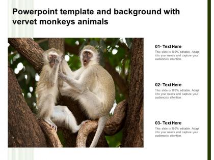 Powerpoint template and background with vervet monkeys animals