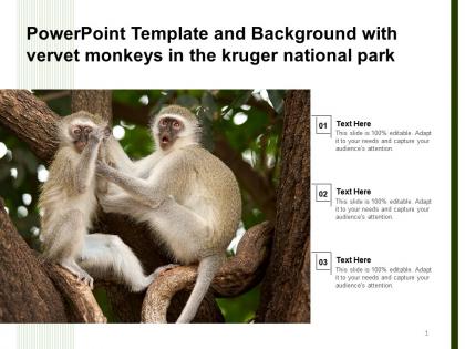 Powerpoint template and background with vervet monkeys in the kruger national park