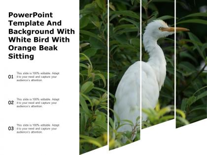 Powerpoint template and background with white bird with orange beak sitting