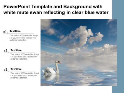 Powerpoint template and background with white mute swan reflecting in clear blue water