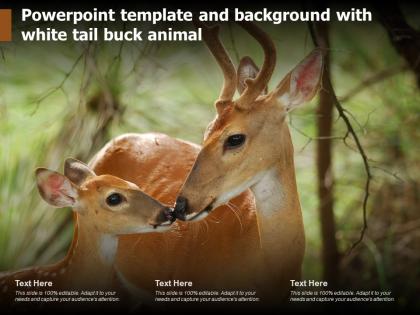 Powerpoint template and background with white tail buck animal