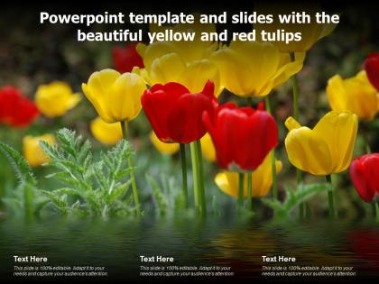 Powerpoint template and slides with the beautiful yellow and red tulips