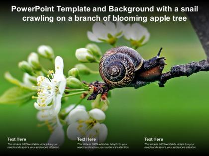 Powerpoint template background with a snail crawling on a branch of blooming apple tree