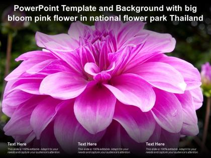 Powerpoint template background with big bloom pink flower in national flower park thailand