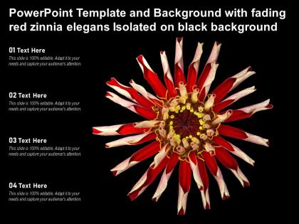 Powerpoint template background with fading red zinnia elegans isolated on black background