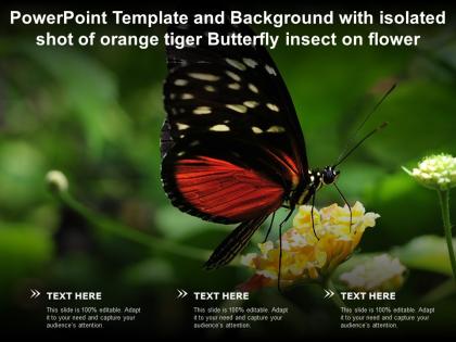Powerpoint template background with isolated shot of orange tiger butterfly insect on flower