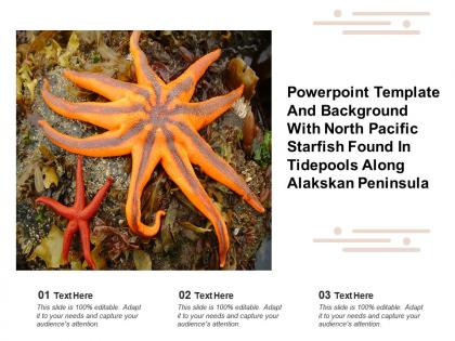 Powerpoint template with north pacific starfish found in tidepools along alakskan peninsula