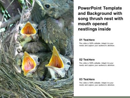 Powerpoint template with song thrush nest with mouth opened nestlings inside