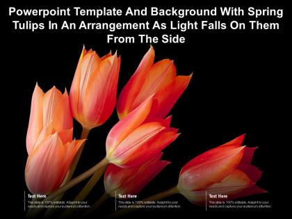 Powerpoint template with spring tulips in an arrangement as light falls on them from the side