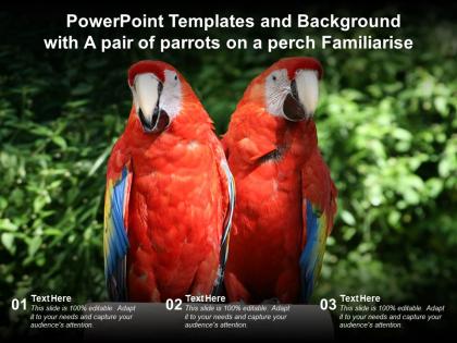 Powerpoint templates and background with a pair of parrots on a perch familiarise