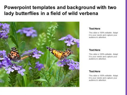 Powerpoint templates and background with two lady butterflies in a field of wild verbena