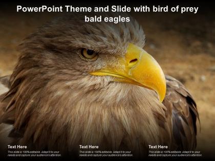 Powerpoint theme and slide with bird of prey bald eagles ppt powerpoint
