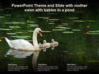 Powerpoint theme and slide with mother swan with babies in a pond