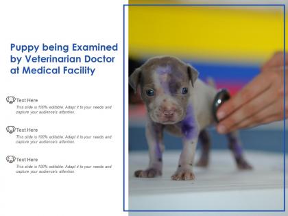 Puppy being examined by veterinarian doctor at medical facility