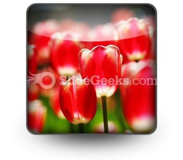Red tulips powerpoint icon s