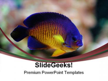 Angel fish animals powerpoint templates and powerpoint backgrounds 0111