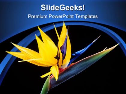 Bird of paradise beauty powerpoint templates and powerpoint backgrounds 0311