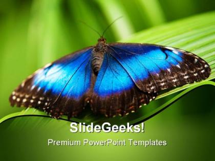 Blue morpho butterfly beauty powerpoint templates and powerpoint backgrounds 0211