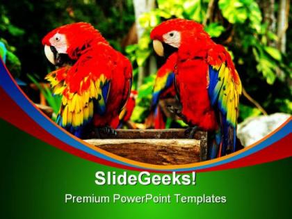 Couple of parrots nature powerpoint templates and powerpoint backgrounds 0211