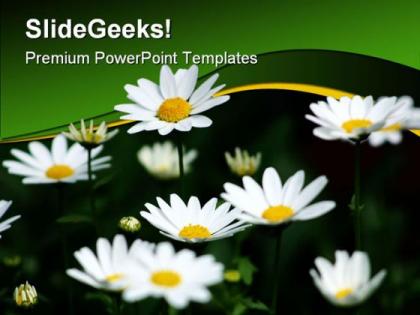Daisies nature powerpoint templates and powerpoint backgrounds 0311